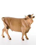 Ox (10000-13) 