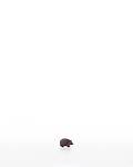 Hedgehog (10200-39) 