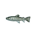 Fisch (10900-54P) 