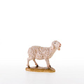 Sheep standing (21206) 