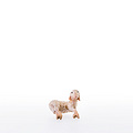 Lamb (apr.for shepherd no.10901/09) (21288) 