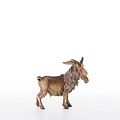 He - goat (21378) 