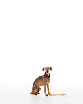 Sitting hreyhound (22056-A) 
