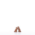 Giovane coppia di marmotte (23053-B) 