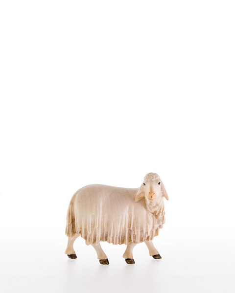 Sheep looking back (10000-21) (0,00", ?)
