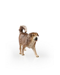Shepherd dog (10000-040) 