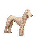 Afghan greyhound(without pedest) (00504-A) (0,00