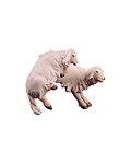 Lambs jumping for joy (10000-028) (0,00