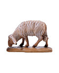 Sheep grazing (21103-) 
