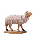 Sheep bleating (21104-) 