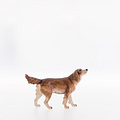 Irish setter (22050-A) 