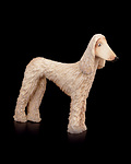 Afghanischer Windhund (00504-A) 