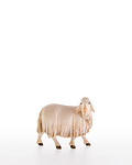 Sheep looking back (10000-21) 