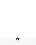 Hedgehog (10200-39) 