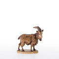 He - goat (21379) 