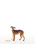 Greyhound (22057-A) 
