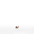 Little snail (22205-A) 