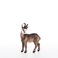 Chamois (23006-A) 