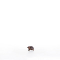 Hedgehog (23059-A) 