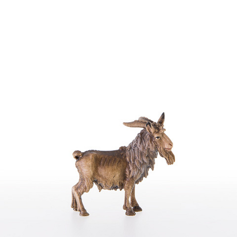 He-goat (21378) (0,00", ?)