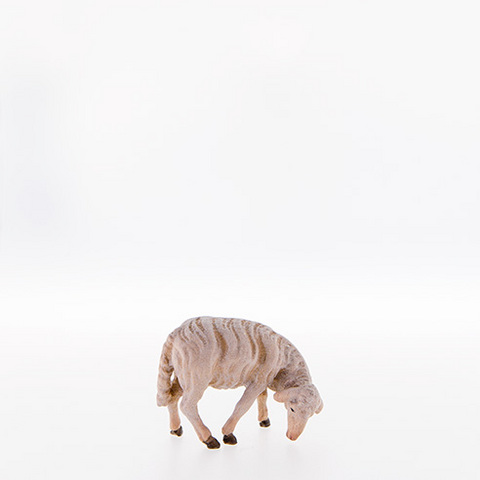Sheep grazing (21101--) (0,00", ?)
