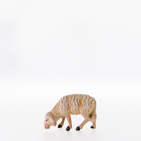 Sheep grazing (21103--) (0,00", ?)