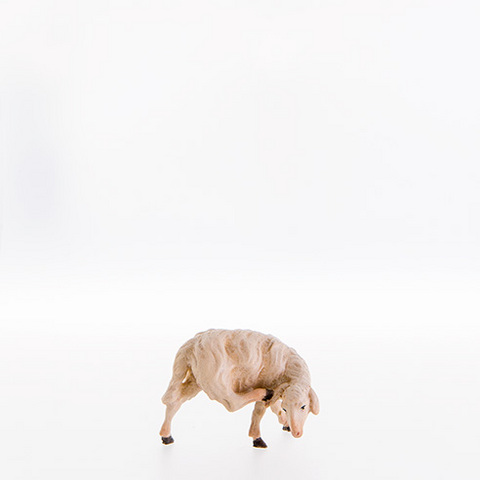 Sheep scratching (21105--) (0,00", ?)
