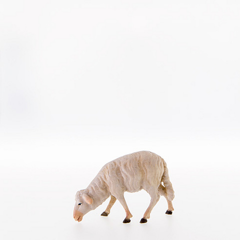 Sheep grazing (21107--) (0,00", ?)