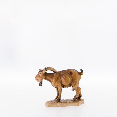 Goat looking down (21301--) (0,00", ?)